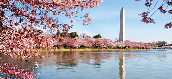 National Cherry Blossom Festival-Washington DC | Holiday Inn Hotels DC